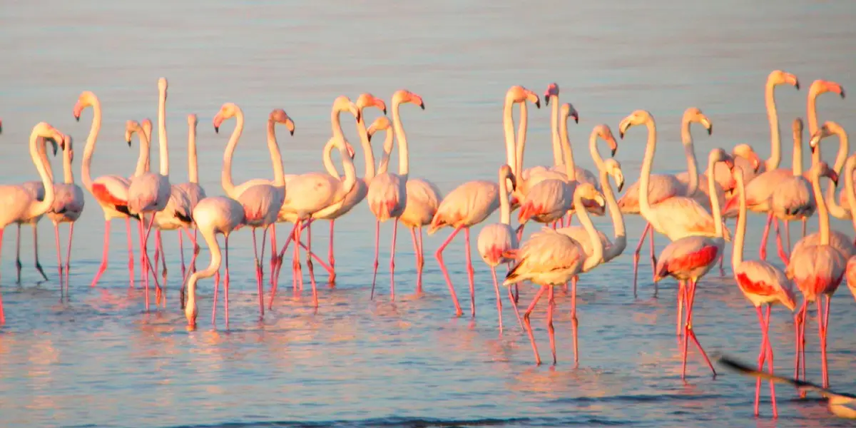 Estuário do Tejo e Reserva Natural, atração para visitar em Lisboa