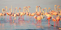 Estuário do Tejo e Reserva Natural